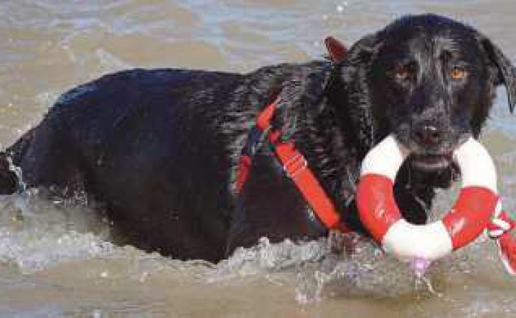 Dogs can enjoy swimming off leash and participating in games at the event.
