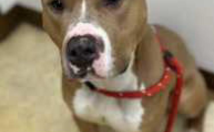 George is a 2 to 3-year-old pittie who loves to cuddle. He will do best if he is the only dog in the home. He is neutered, heartworm negative and up to date on his vaccines.
