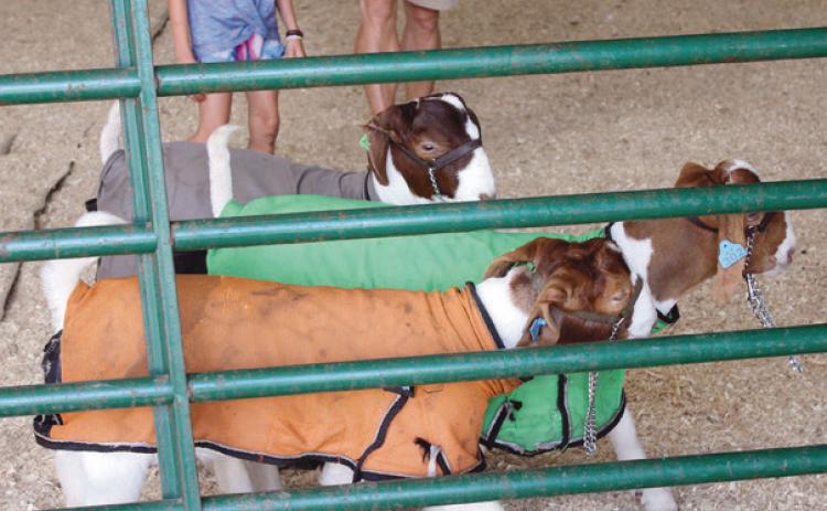 Heat, humidity and the Wood County Fair