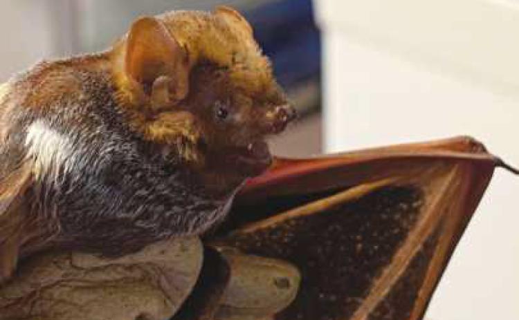 Seminole bats are not native to Ohio.