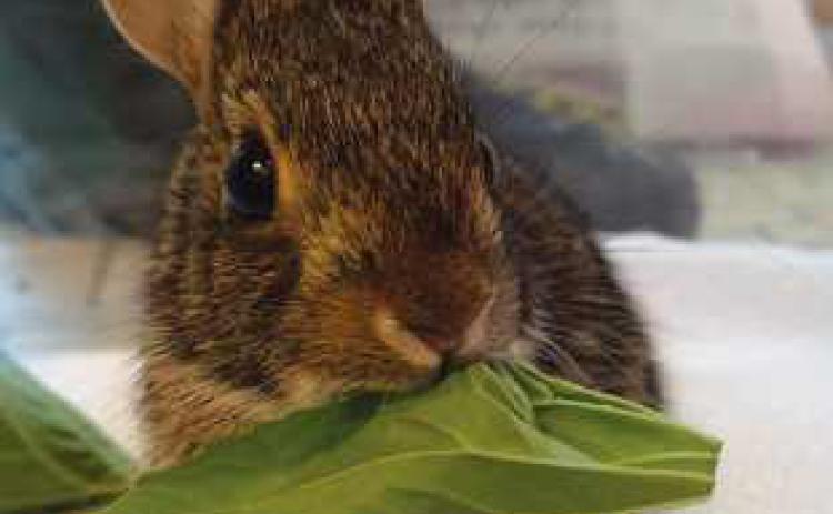 Nature’s Nursery collaborates to create a Greener Garden and feed rescued animals