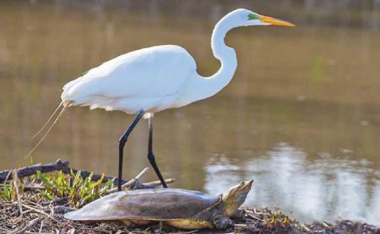 Egrets and turtles bask in the sun at Ottawa National Wildlife Refuge