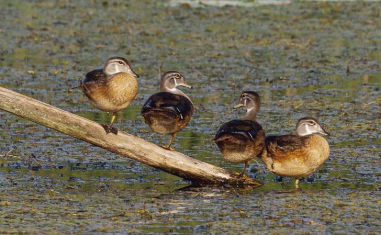 The wood duck family of W.W. Knight preserve