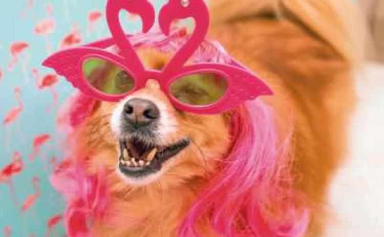 Park district to host Dogs Days of Summer costume parade