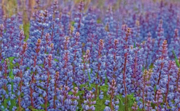 Wild blue lupine a sign of Blue Week