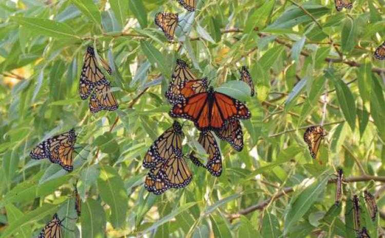Monarch butterflies prepare to migrate to Mexico for the winter