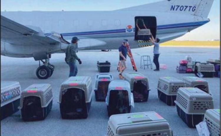 A transport unloads carriers of animals rescued from shelters in the path of Hurricane Ian.