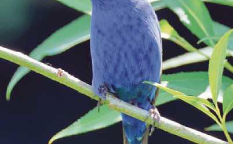 Resident shares bird photographs taken at local parks