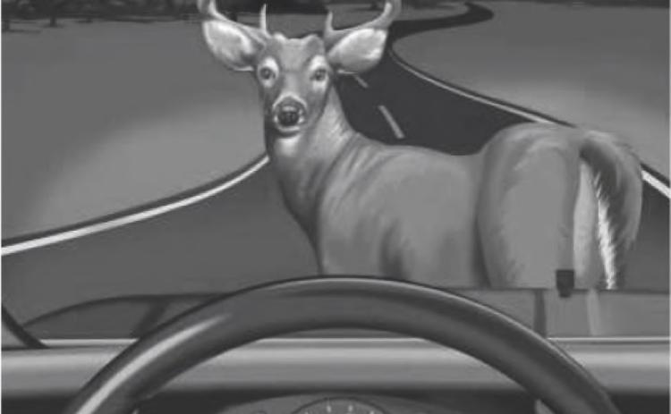 Suggestions for avoiding vehicle/deer collisions